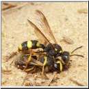 Cerceris rybyensis - Knotenwespe 09 mit Furchenbiene.jpg